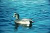 American Wigeon (Anas americana)