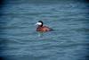 Ruddy Duck (Oxyura jamaicensis)