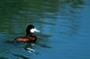 Ruddy Duck (Oxyura jamaicensis)