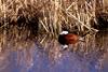 Ruddy Duck (Oxyura jamaicensis)