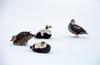 Spectacled Eider flock (Somateria fischeri)