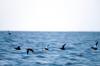 Spectacled Eider flock in flight (Somateria fischeri)