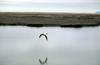 Spectacled Eider in flight (Somateria fischeri)