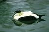 Common Eider drake (Somateria mollissima)