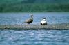 Common Eiders (Somateria mollissima)