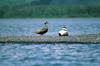 Common Eiders (Somateria mollissima)