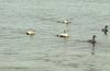 Common Eiders flock (Somateria mollissima)