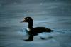 King Eider (Somateria spectabilis)