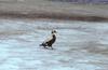 Spectacled Eider male (Somateria fischeri)