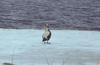 Spectacled Eider male (Somateria fischeri)