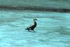 Spectacled Eider male (Somateria fischeri)