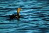 Steller's Eider female (Polysticta stelleri)