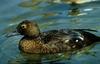 Steller's Eider female (Polysticta stelleri)