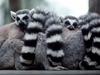 [Daily Photos CD03] A Lump of Lemurs (Ring-tailed Lemur)