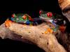 [Daily Photos CD03] Best Buddies, Red-Eyed Tree Frogs