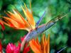 [Daily Photos CD03] Bird of Paradise and Friend, Green Anole