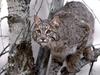 [Daily Photos CD03] Bobcat on Tree