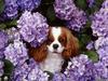 [Daily Photos CD03] Cavalier King Charles Spaniel