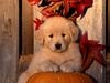 [Daily Photos CD03] Golden Retriever Puppy