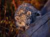 [Daily Photos CD03] I Spotted You, Leopard Cub