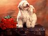 [Daily Photos CD03] Puppy Love