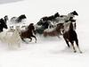 [Daily Photos CD03] Snow Horses
