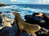 [Daily Photos CD03] Sunbathing Sea Lions