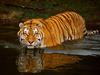 [Daily Photos CD03] Swimming Tiger