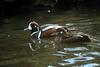 Harlequin Duck pair (Histrionicus histrionicus)