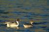 Northern Pintails (Anas acuta)