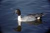 Northern Pintail male (Anas acuta)