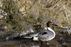 Northern Pintail male (Anas acuta)