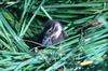 Northern Pintail duckling (Anas acuta)