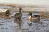 Northern Pintail pair (Anas acuta)