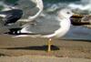 갈매기 Larus canus (Mew Gull, Common Gull)