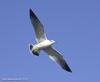 괭이갈매기 Larus crassirostris (Black-tailed Gull)