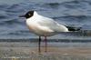 붉은부리갈매기 Larus ridibundus (Black-headed Gull)