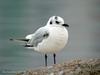 검은머리갈매기 Larus saundersi (Saunders's Gull)