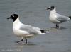 고대갈매기(적호갈매기) Larus relictus (Relict Gull)