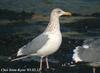 재갈매기 Larus argentatus vegae (Herring Gull, Vega Gull)