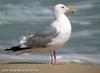 노랑발갈매기 Larus (cachinnans) mongolicus (Mongolian Gull)