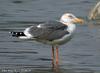 줄무늬노랑발갈매기 Larus heuglini (Heuglin's Gull)