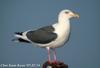 큰재갈매기 Larus schistisagus (Slaty-backed Gull)