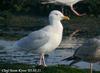 흰갈매기 Larus hyperboreus (Glaucous Gull)