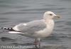 작은재갈매기(가칭) Larus thayeri (Thayer's Gull) -- 캐나다갈매기