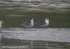 흰죽지갈매기 Chlidonias leucopterus (White-winged Black Tern)