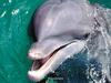 Bottlenose Dolphin