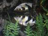 Archer Fish == banded archerfish (Toxotes jaculatrix)