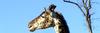 Mrs. Graceful Giraffe