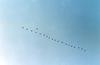 Canada Goose flock in flight (Branta canadensis)